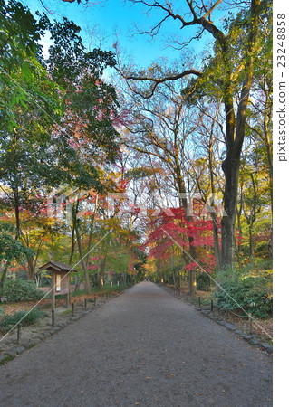 World Heritage Shimogamo Shrine's autumn leaves World Heritage Shimogamo Shrine's autumn leaves 23248858