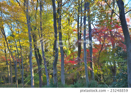 World Heritage Shimogamo Shrine's autumn leaves World Heritage Shimogamo Shrine's autumn leaves 23248859
