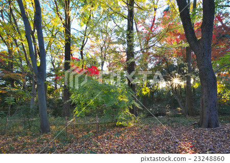 World Heritage Shimogamo Shrine's autumn leaves World Heritage Shimogamo Shrine's autumn leaves 23248860