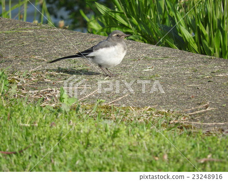 Wagtail 23248916