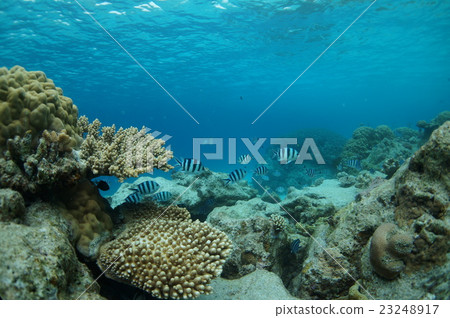 Coral and the blue sea and Oyavicha 23248917