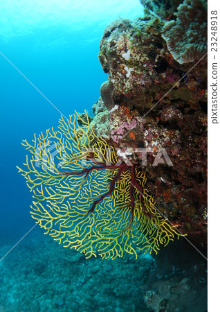 Coral and the blue sea 23248918