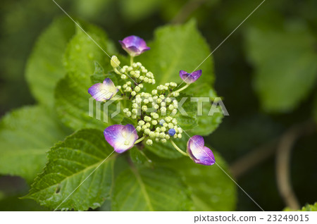 Hydrangea Hydrangea 23249015
