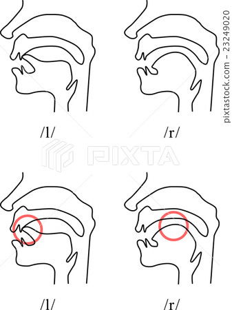 In the oral cavity (L, R) - Stock Illustration [23249020] - PIXTA