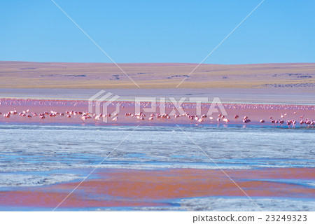 Pink flamingos at "Laguna Colorada" on the Andes Pink flamingos at "Laguna Colorada" on the Andes 23249323