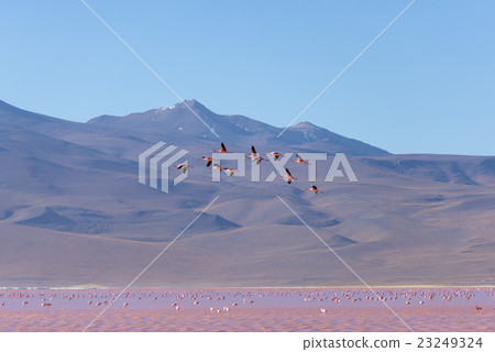 Pink flamingos flying over salt lake, Andes 23249324