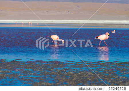 Pink flamingos at "Laguna Colorada" on the Andes Pink flamingos at "Laguna Colorada" on the Andes 23249326