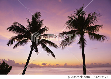 Guam beach palm tree 23249375