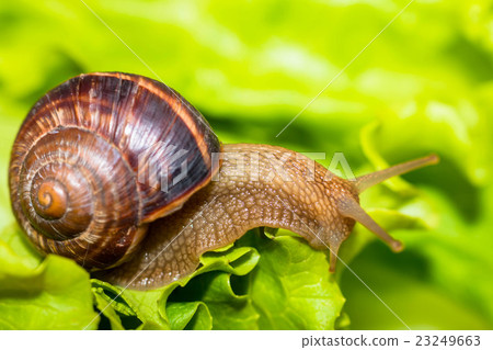 Snail eating and crawling on lettuce leaf Snail eating and crawling on lettuce leaf 23249663