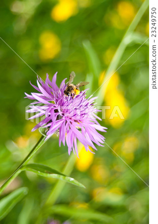 closeup of corn-flower with bee closeup of corn-flower with bee 23249750