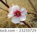 Plum blossom  23250729