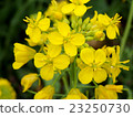 Rape blossoms 23250730