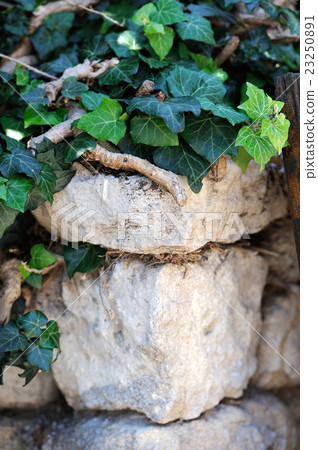 Old stone overgrown with ivy Old stone overgrown with ivy 23250891