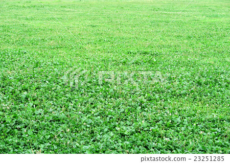 Green leaf carpet Green leaf carpet 23251285