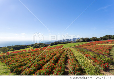 Awagi flowers and salvia fields 23251287