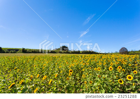 Awagi flower chisel sunflower field Awagi flower chisel sunflower field 23251288