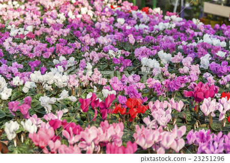 cyclamen in shop for greenhouse cultivation 23251296
