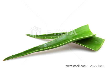 Aloe vera plant isolated on white 23251343