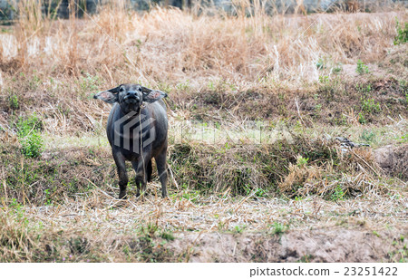 The buffalo in Thailand. 23251422