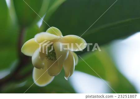 水果和海參女性花 水果和海參女性花 23251807