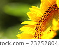 向日葵向日葵在初夏 23252804