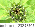 太陽花蕾 23252805