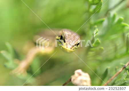 看這個地方的蜥蜴 23252807