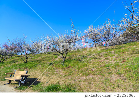 Plum blossom Plum blossom 23253063