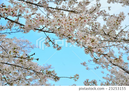  Cherry blossoms and blue sky 23253155