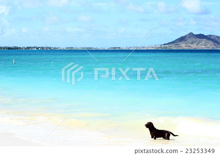 Swimming in the sea Swimming in the sea 23253349