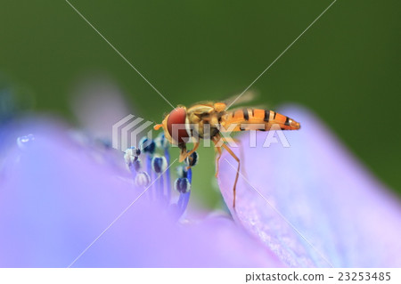 A bee sucking honey of a hydrangea A bee sucking honey of a hydrangea 23253485