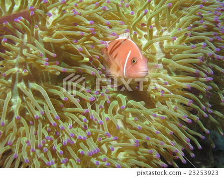 Hanabira Anemone fish 23253923