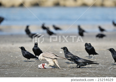 A crow that pulls white sharks in Hokkaido 23254029