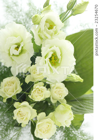  White flower 23254670