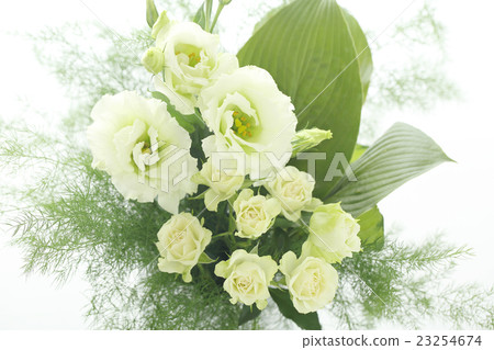 白花 白花 23254674