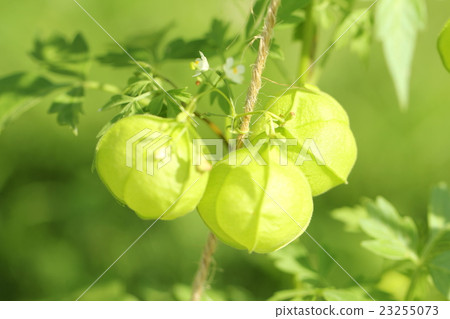 富森克魯茲 23255073