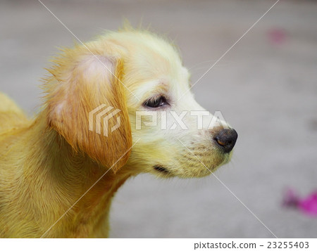 Ittle Cute Long Hair Puppy Dog With Scabies Skin Stock Photo