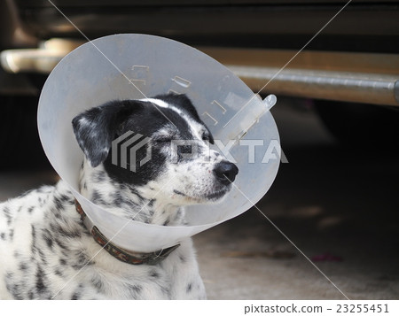 sick injured dalmatian dog in protective collar 23255451