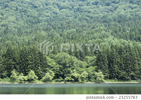 Cedar forest on the lake of Hokushu Cedar forest on the lake of Hokushu 23255763
