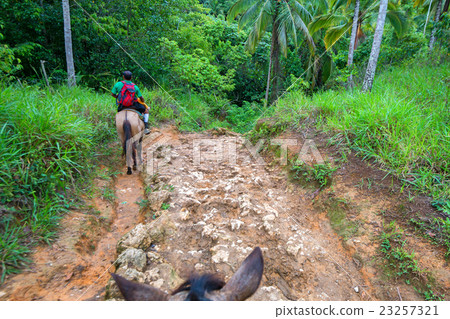 Adventure in the jungle 23257321