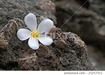 Plumeria flower Plumeria flower 23257351