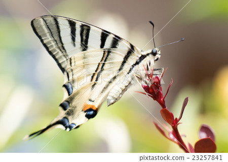 swallow tail butterfly machaon close up portrait 23257841
