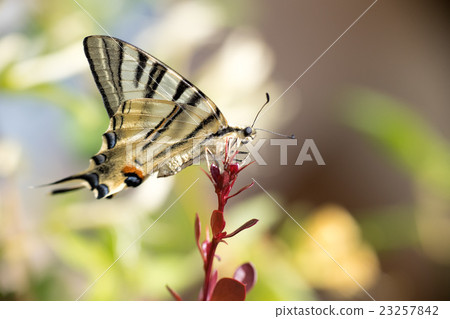 swallow tail butterfly machaon close up portrait 23257842