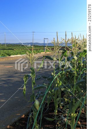 春天的田野 春天的田野 23259578