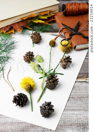 Herbarium of plants Herbarium of plants 23259914