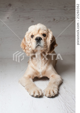 Cocker spaniel lying on light background. 23260362
