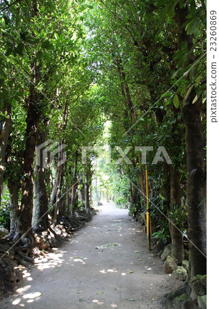 Bise Fuku樹樹路線 Bise Fuku樹樹路線 23260869