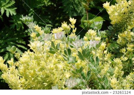 Lotus Brimstone 23261124