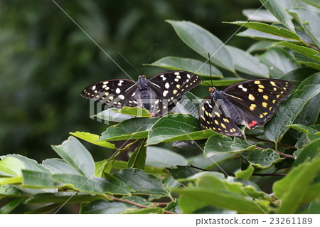 Charonda Charonda 23261189