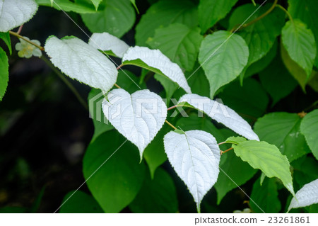 Half-summer student Hanket shaw 23261861